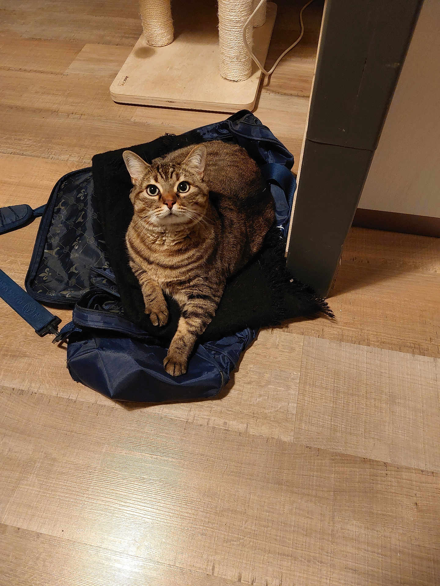 Prune a rejoint le concours — aidez-le/la à gagner de superbes lots ! animal, bag, black_cloth, cat, curious, domestic, ears, floor, furniture, indoor, looking_up, paw, pet, relaxed, scratching_post, sitting, striped_fur, tabby_cat, whiskers, wooden_floor