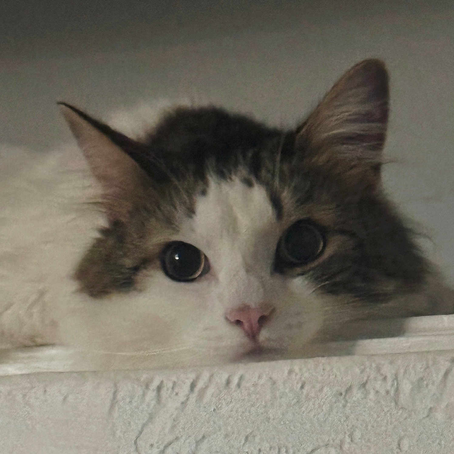 Obi