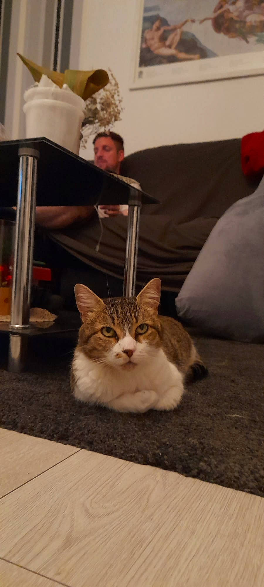 Holy a rejoint le concours — aidez-le/la à gagner de superbes lots ! carnivore, cat, comfort, couch, domestic_short_haired_cat, fawn, felidae, floor, flooring, fur, head, lamp, mammal, sitting, small_to_medium_sized_cats, snout, tail, terrestrial_animal, whiskers, wood