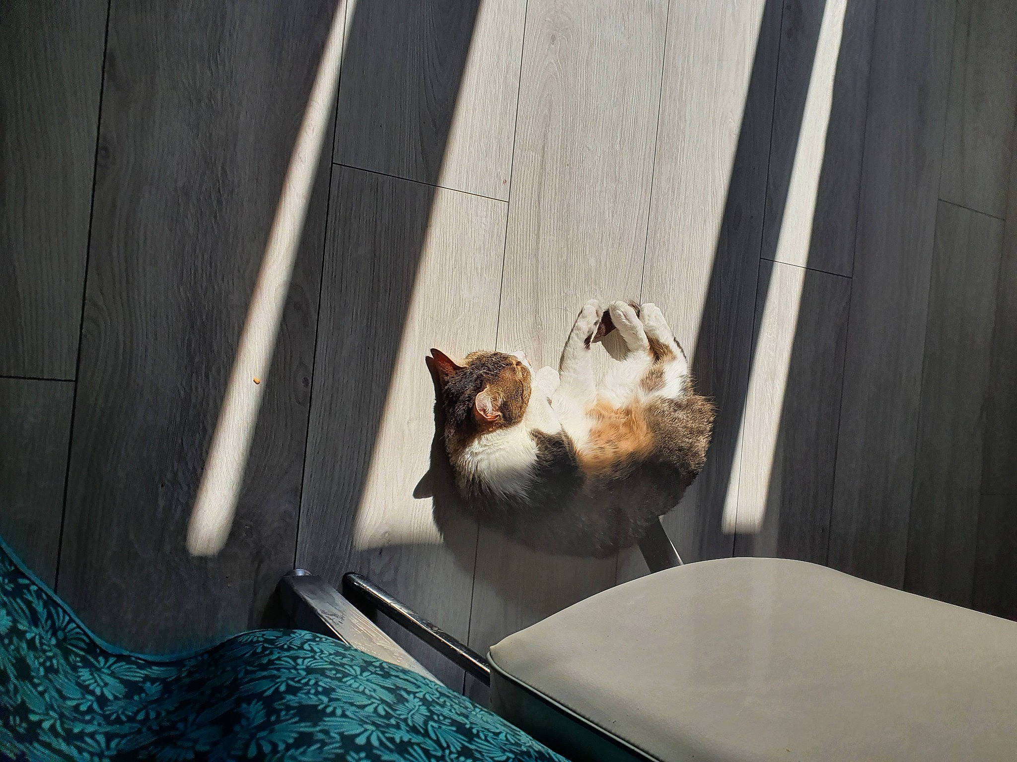 Holy participe au concours pour gagner de l'argent avec cette photo : canidae, carnivore, cat, comfort, companion_dog, desk, domestic_short_haired_cat, fawn, felidae, fur, hardwood, plant, small_to_medium_sized_cats, sporting_group, table, tail, tree, whiskers, wildlife, wood
