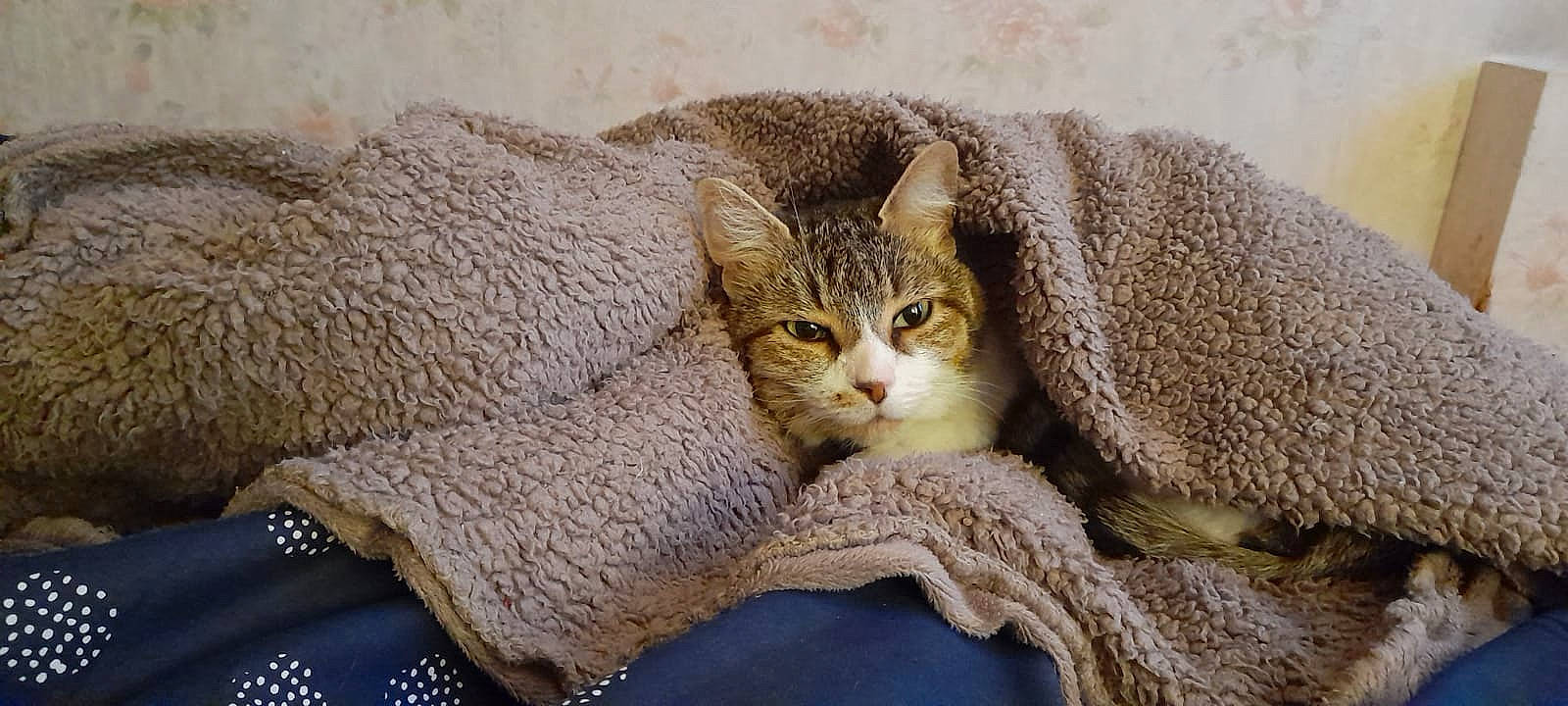 Holy a rejoint le concours — aidez-le/la à gagner de superbes lots ! carnivore, cat, cat_supply, claw, comfort, couch, domestic_short_haired_cat, fawn, felidae, fur, grey, linens, paw, small_to_medium_sized_cats, snout, tail, tree, whiskers, wood, woven_fabric