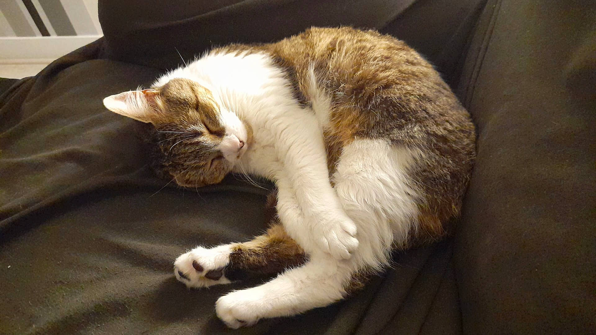 Holy participe au concours pour gagner de l'argent avec cette photo : cardboard, carnivore, cat, claw, comfort, domestic_short_haired_cat, fawn, felidae, flooring, foot, fur, hardwood, nap, paw, sleep, small_to_medium_sized_cats, snout, tail, whiskers, wood