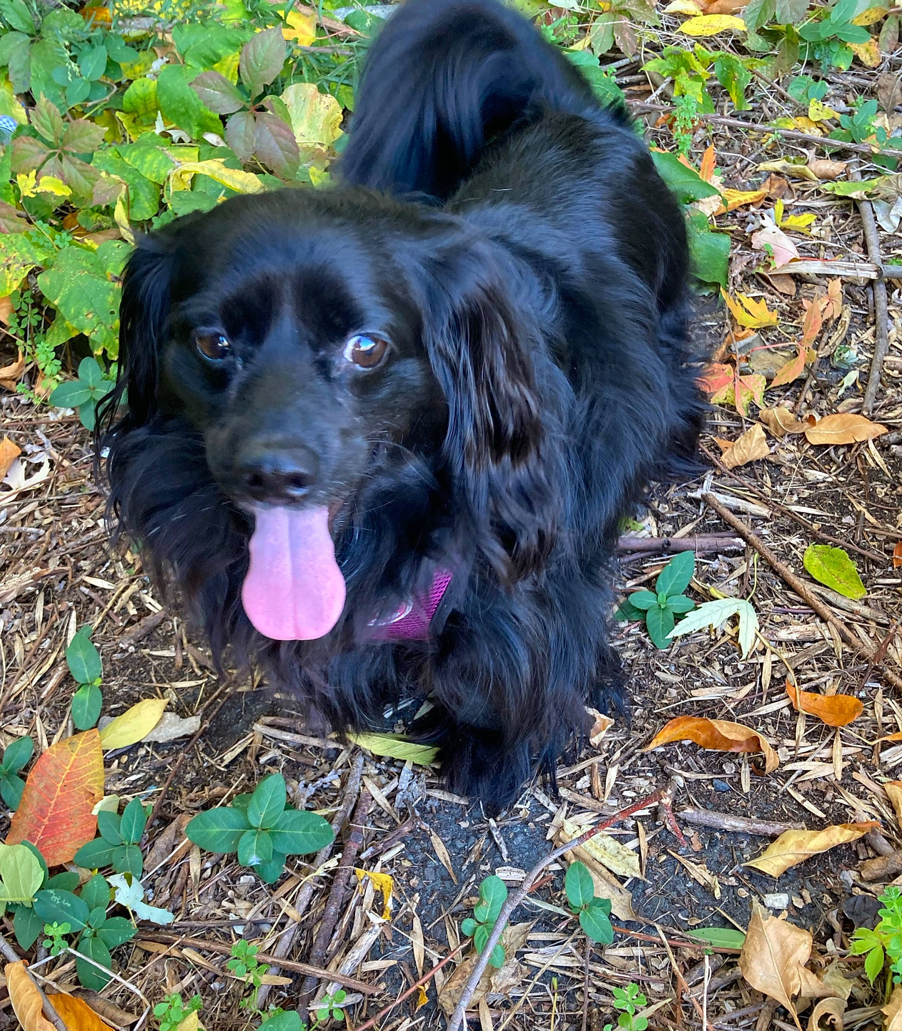 Blacky is registered to the contest to win money with this photo: borador, canidae, carnivore, cocker_spaniel, companion_dog, dog, dog_breed, fur, grass, gun_dog, hunting_dog, liver, plant, retriever, snout, soil, spaniel, sporting_group, terrestrial_animal, working_animal