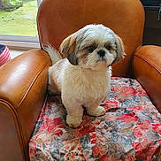 Ugo a rejoint le concours — aidez-le/la à gagner de superbes lots ! armchair, brown_leather, cozy, cushion, cute, dog, floor_tile, floral_pattern, fluffy, furniture, glass_door, home, indoor, natural_light, pet, plant, sitting, small_dog, white_and_brown, window