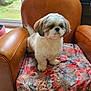 armchair, brown_leather, cozy, cushion, cute, dog, floor_tile, floral_pattern, fluffy, furniture, glass_door, home, indoor, natural_light, pet, plant, sitting, small_dog, white_and_brown, window