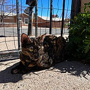 Mocha joined the competition — help win amazing prizes! cat, tortoiseshell_cat, feline, pet, outdoor, wire_fence, concrete, sunlight, shadow, green_plant, whiskers, ears, yellow_eyes, pavement, sidewalk, suburban, mailbox, relaxed, sitting, portrait