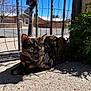 cat, tortoiseshell_cat, feline, pet, outdoor, wire_fence, concrete, sunlight, shadow, green_plant, whiskers, ears, yellow_eyes, pavement, sidewalk, suburban, mailbox, relaxed, sitting, portrait