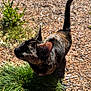 cat, tortoiseshell_cat, outdoor, grass, gravel, pine_needles, sunlight, shadow, whiskers, ear, tail, fur, pet, nature, close_up, portrait, ground, plant, rocks, texture