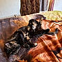 cat, tortoiseshell_cat, bed, blanket, indoor, pet, sleeping, relaxed, fur, paw, tail, curled, cozy, soft_texture, patterned_bedding, curtain, door, bedding, home, resting