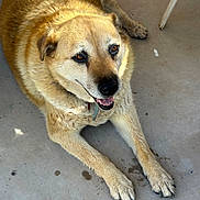 Princess is registered to the contest to win money with this photo: dog, canine, pet, tan_fur, golden_fur, panting, paws, muddy_paws, collar, muzzle, closeup, portrait, resting, sitting, concrete_floor, outdoor, happy, large_dog, domestic_animal, shadow