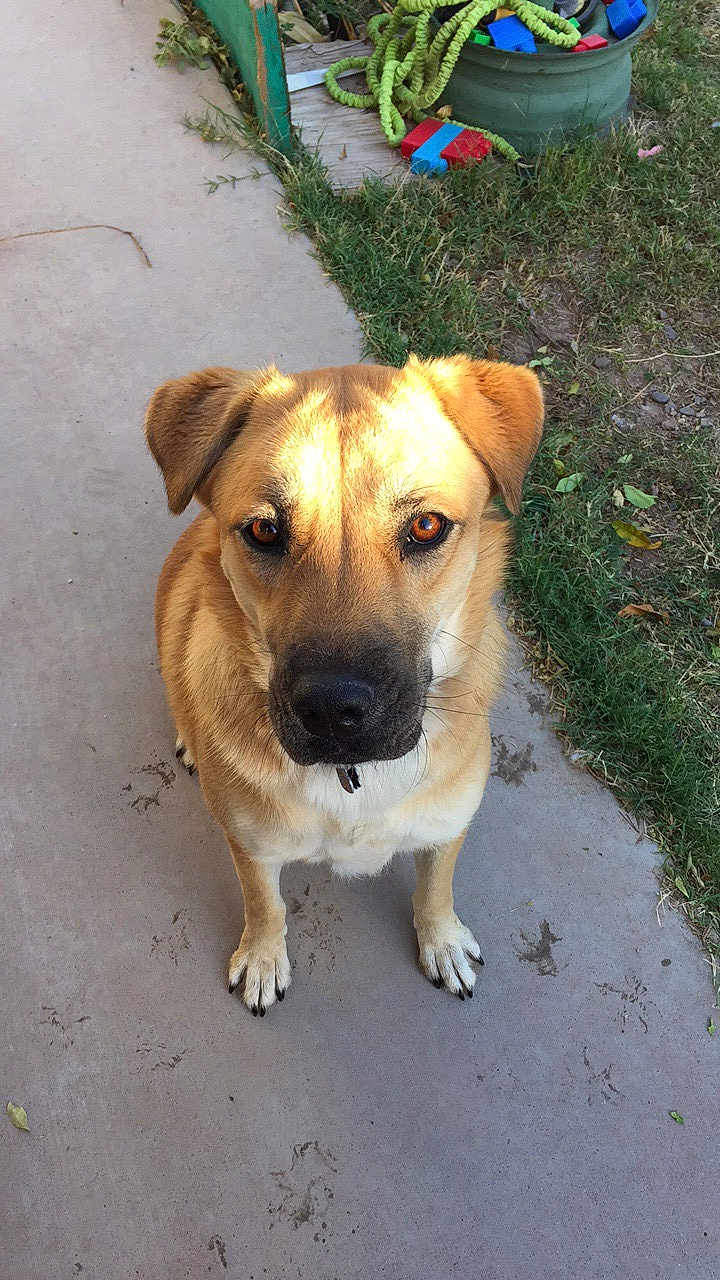 Princess joined the competition — help win amazing prizes! dog, canine, pet, brown_dog, sitting, sidewalk, grass, collar, eyes, paws, portrait, outdoor, sunlight, attentive, nose, ears, looking_up, front_paws, concrete, yard