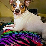 Luke joined the competition — help win amazing prizes! animal, blanket, brown_spots, colorful, companion, cute, dog, domestic, ears, eyes, fur, indoor, looking, mammal, pet, rainbow, resting, small_dog, snout, white_fur