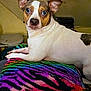 animal, blanket, brown_spots, colorful, companion, cute, dog, domestic, ears, eyes, fur, indoor, looking, mammal, pet, rainbow, resting, small_dog, snout, white_fur