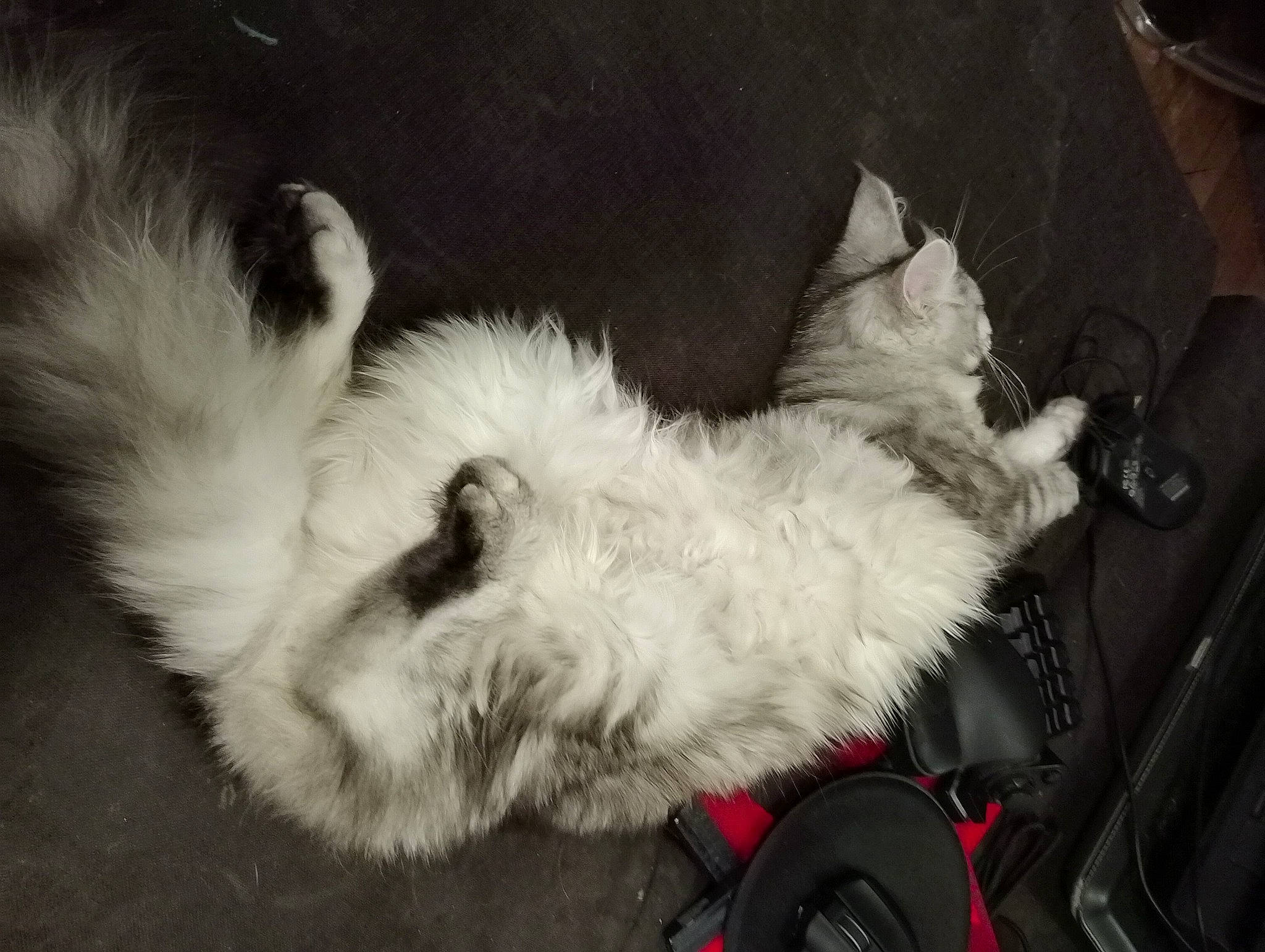 Yuna participe au concours pour gagner de l'argent avec cette photo : canidae, carnivore, cat, claw, comfort, companion_dog, dog_breed, fawn, felidae, foot, fur, lap, paw, small_to_medium_sized_cats, snout, sporting_group, tail, terrier, whiskers