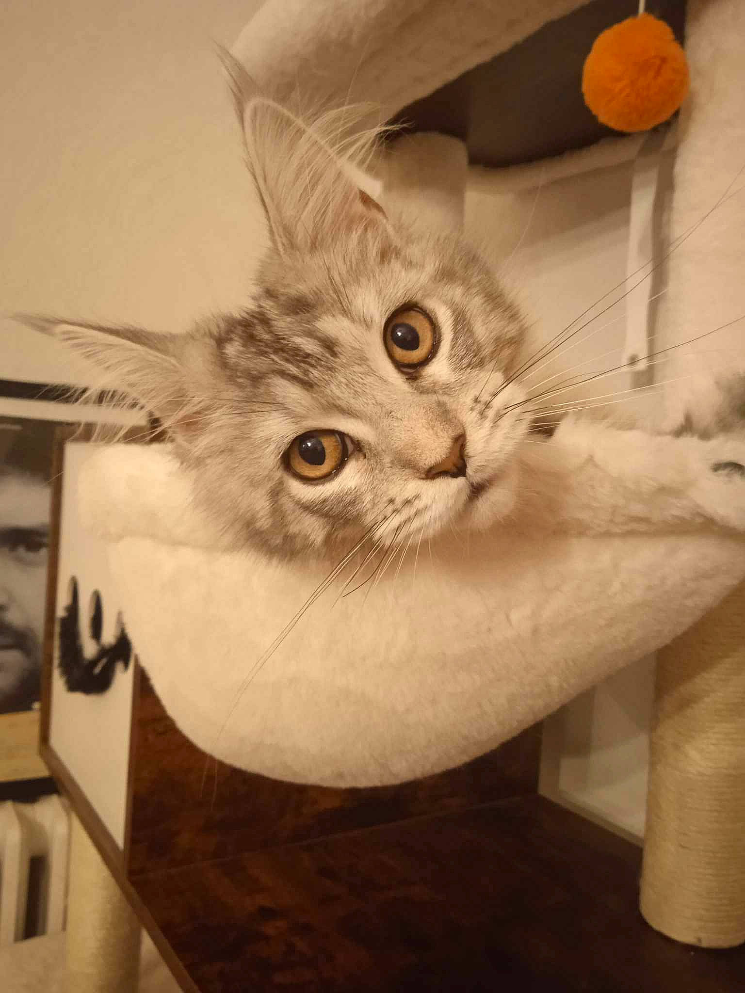 Yuna a rejoint le concours — aidez-le/la à gagner de superbes lots ! art, box, carnivore, cat, chair, domestic_short_haired_cat, ear, fashion_accessory, fawn, felidae, fur, gesture, paw, shelf, small_to_medium_sized_cats, snout, tail, visual_arts, whiskers, wood