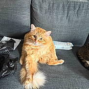 Oden joined the competition — help win amazing prizes! cat, orange_cat, tabby, fluffy, long_hair, pet, animal, couch, indoors, living_room, sitting, lounging, stretching, green_eyes, whiskers, tail, fur, second_cat, aquarium, packaging