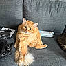 cat, orange_cat, tabby, fluffy, long_hair, pet, animal, couch, indoors, living_room, sitting, lounging, stretching, green_eyes, whiskers, tail, fur, second_cat, aquarium, packaging