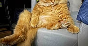 Oden joined the competition — help win amazing prizes! cat, orange_cat, fluffy, long_hair, feline, pet, sitting, lounging, chair, furniture, tail, whiskers, ears, eyes, indoors, home, living_room, second_cat, portrait, funny