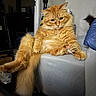 cat, orange_cat, fluffy, long_hair, feline, pet, sitting, lounging, chair, furniture, tail, whiskers, ears, eyes, indoors, home, living_room, second_cat, portrait, funny