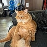 Oden joined the competition — help win amazing prizes! cat, orange_cat, fluffy, longhaired, ginger, pet, animal, sitting, couch, indoors, living_room, whiskers, ears, eyes, tail, fur, portrait, alert, cute, household