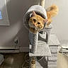 Oden is registered to the contest to win money with this photo: cat, orange_cat, fluffy, feline, pet, animal, cat_tree, scratching_post, tunnel, indoors, home, living_room, wood_floor, sunlight, portrait, looking_at_camera, whiskers, tail, gray_furniture, playful