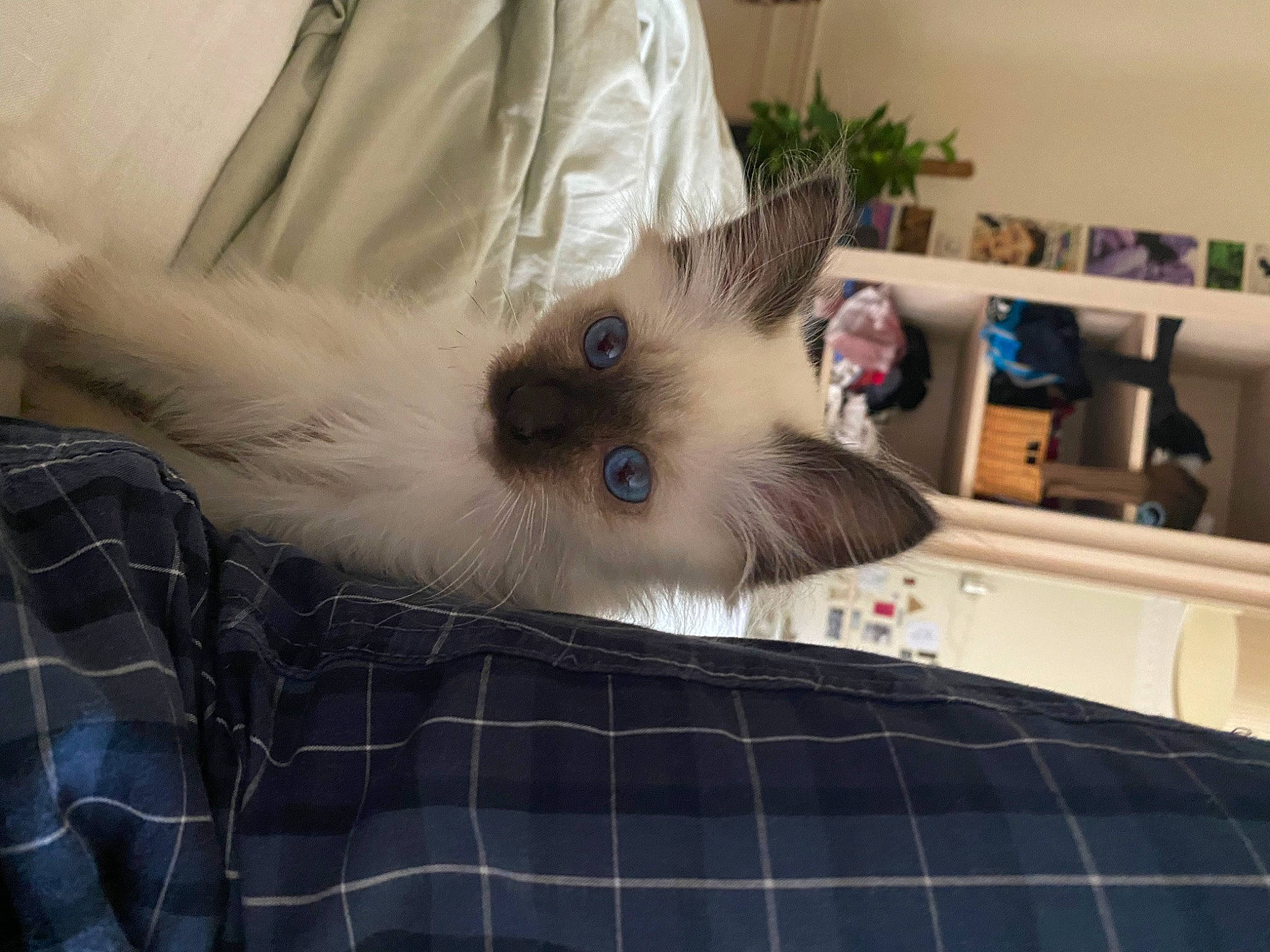 Eïko participe au concours pour gagner de l'argent avec cette photo : balinese, birman, carnivore, cat, comfort, fawn, felidae, fur, houseplant, pattern, picture_frame, plaid, plant, ragdoll, room, shelf, siamese, small_to_medium_sized_cats, tartan, whiskers