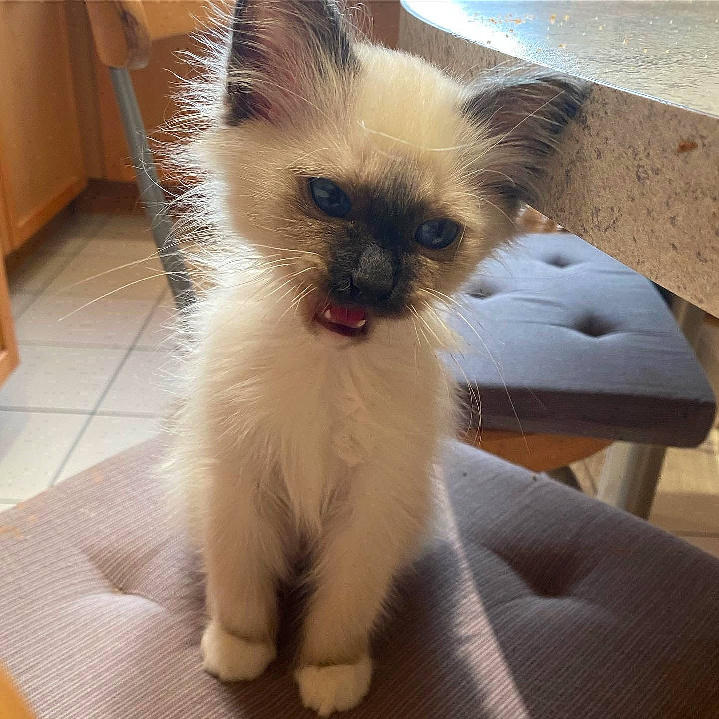 Eïko participe au concours pour gagner de l'argent avec cette photo : balinese, birman, carnivore, cat, claw, door, eye, fawn, felidae, fur, head, paw, shipping_box, siamese, small_to_medium_sized_cats, snout, tail, thai, tonkinese, whiskers