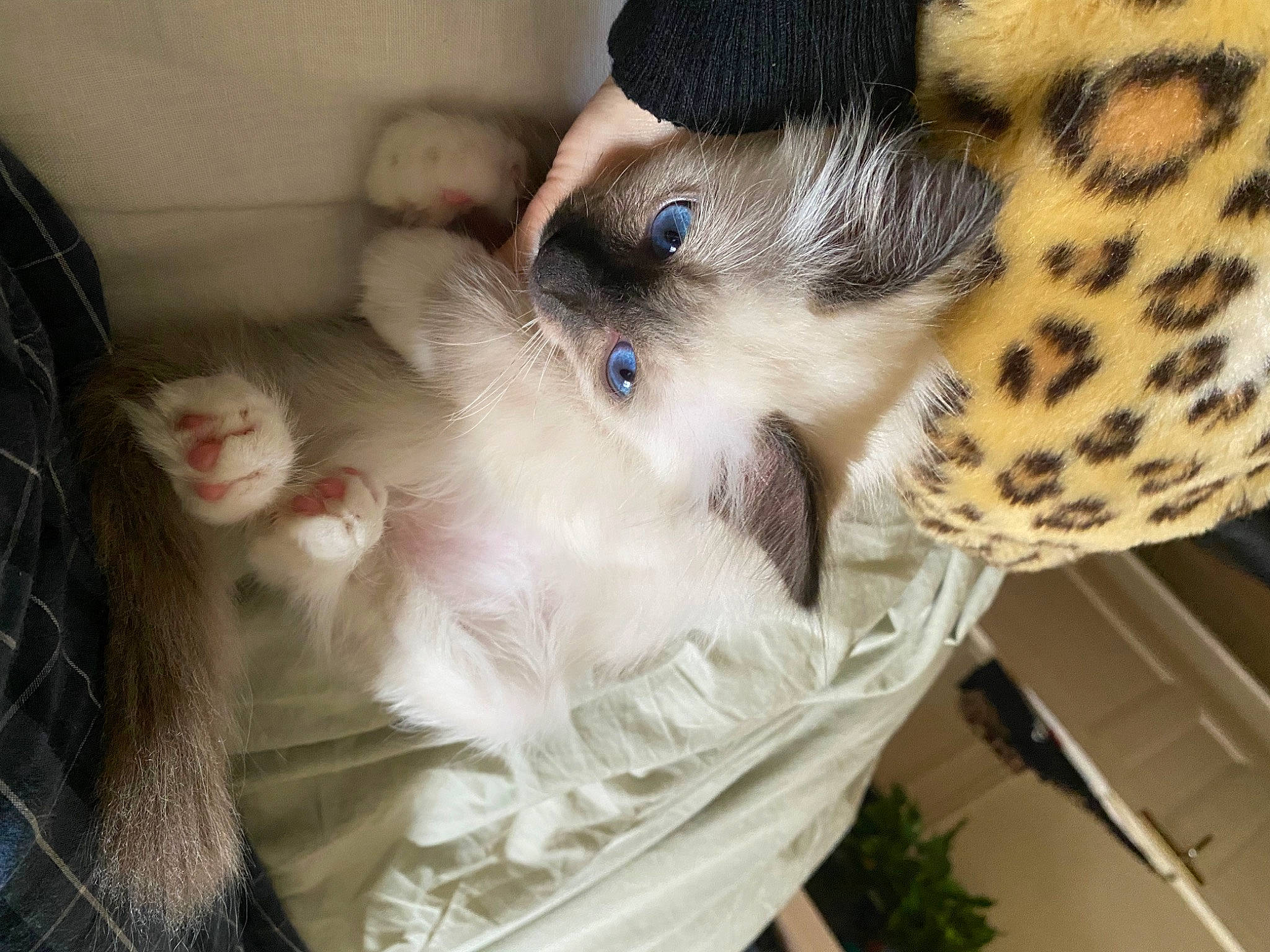 Eïko a rejoint le concours — aidez-le/la à gagner de superbes lots ! balinese, basket, box, canidae, carnivore, cat, cat_bed, cat_supply, claw, companion_dog, domestic_short_haired_cat, fawn, felidae, fur, paw, small_to_medium_sized_cats, snout, tail, terrestrial_animal, whiskers