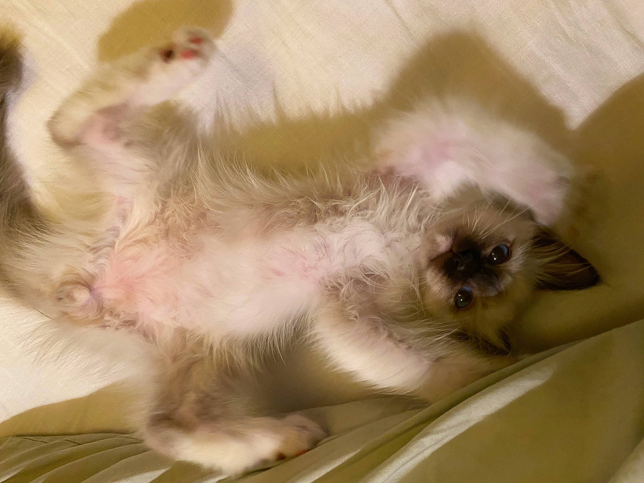 Eïko participe au concours pour gagner de l'argent avec cette photo : balinese, birman, carnivore, cat, claw, comfort, companion_dog, dog_breed, domestic_short_haired_cat, fawn, felidae, fur, paw, ragdoll, siamese, small_to_medium_sized_cats, snout, tail, thai, whiskers