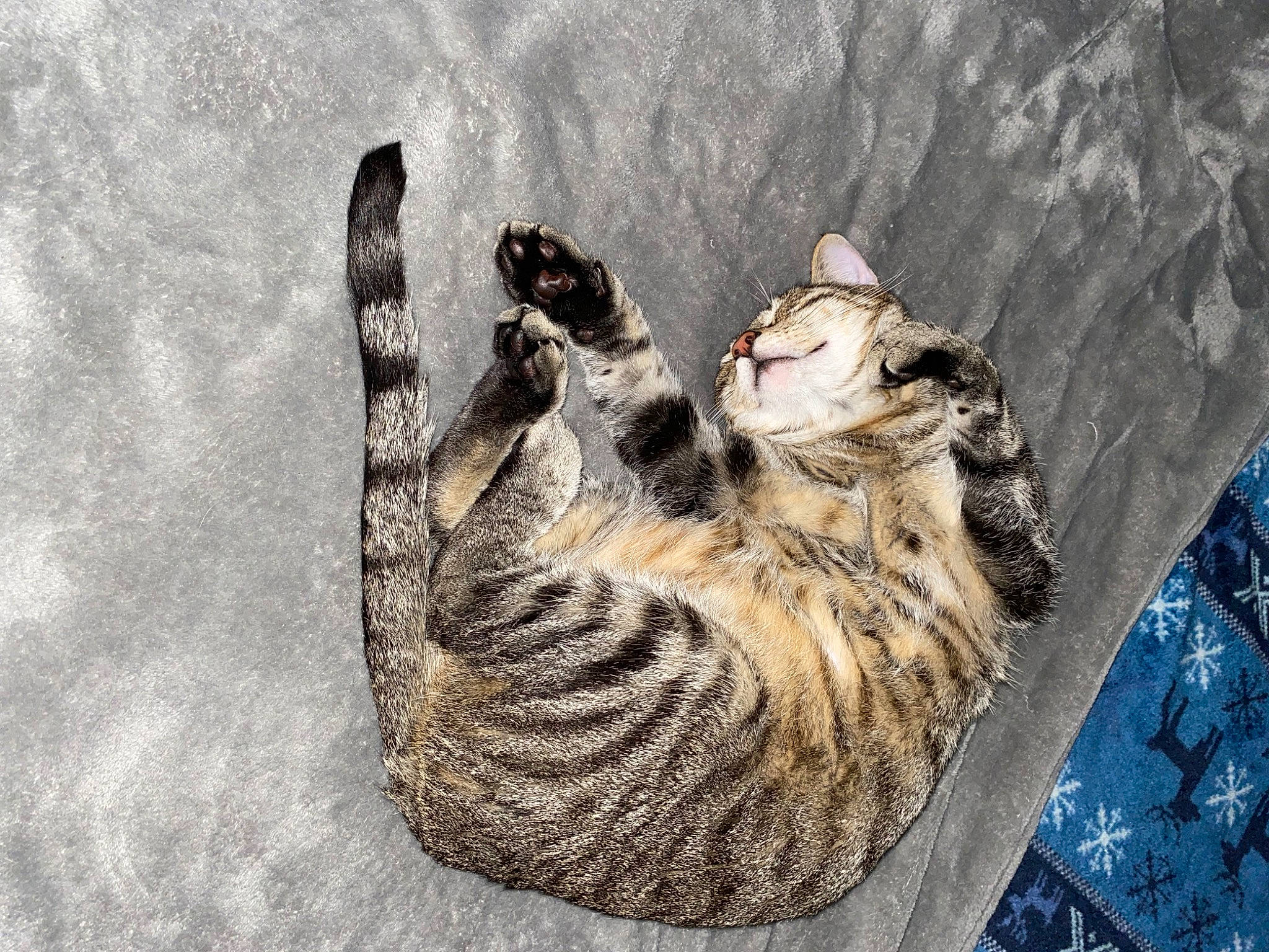 Jack is registered to the contest to win money with this photo: carnivore, cat, domestic_short_haired_cat, felidae, fur, grey, pattern, paw, small_to_medium_sized_cats, snout, tail, terrestrial_animal, whiskers, wildlife