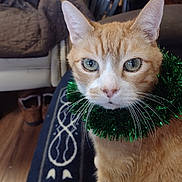 Max joined the competition — help win amazing prizes! cat, orange_tabby, green_tinsel, collar, whiskers, ears, eyes, blanket, patterned_blanket, chair, boots, floor, indoor, pet, feline, closeup, looking, home, living_room, cozy