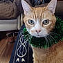 cat, orange_tabby, green_tinsel, collar, whiskers, ears, eyes, blanket, patterned_blanket, chair, boots, floor, indoor, pet, feline, closeup, looking, home, living_room, cozy