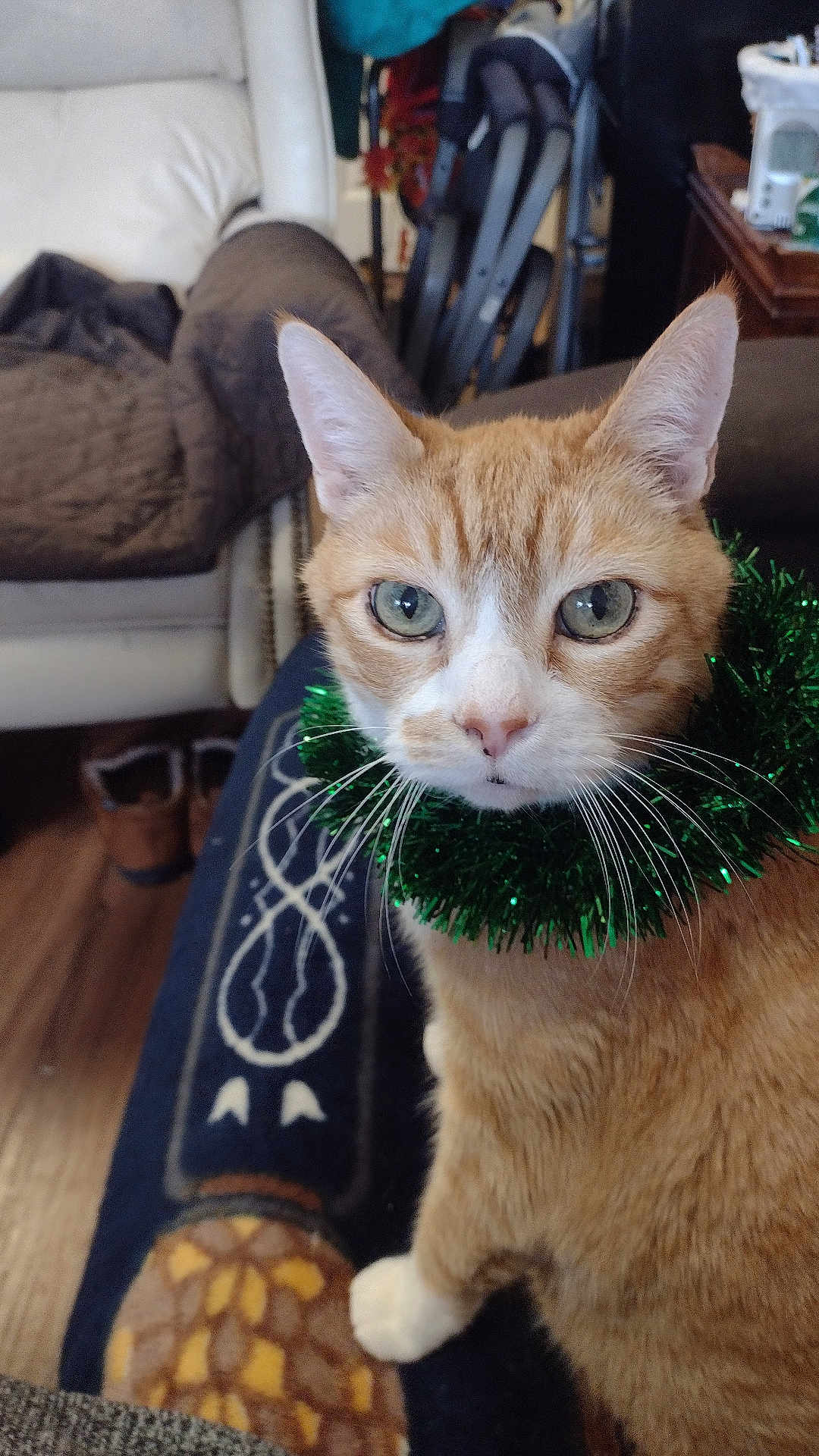 Max joined the competition — help win amazing prizes! cat, orange_tabby, green_tinsel, collar, whiskers, ears, eyes, blanket, patterned_blanket, chair, boots, floor, indoor, pet, feline, closeup, looking, home, living_room, cozy