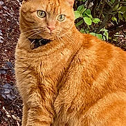 Tony joined the competition — help win amazing prizes! animal, brick, cat, closeup, collar, cute, domestic_cat, ears, eyes, foliage, fur, greenery, mammal, nature, orange_tabby, outdoor, pet, portrait, sitting, whiskers