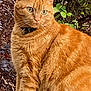 animal, brick, cat, closeup, collar, cute, domestic_cat, ears, eyes, foliage, fur, greenery, mammal, nature, orange_tabby, outdoor, pet, portrait, sitting, whiskers