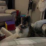 Cally joined the competition — help win amazing prizes! kitten, calico, cat, furniture, couch, plush_toy, toy, living_room, colorful_blocks, can, soda, pet_collar, indoor, cozy, soft_lighting, curtains, vacuum_cleaner, relaxing, cute, fluffy