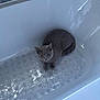 cat, gray_cat, bathtub, bathroom, pet, animal, indoor, curious, sitting, floor_mat, white, clean, fur, whiskers, ears, eyes, domestic_cat, home, relaxed, quiet