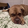 dog, bed, bedding, indoor, resting, brown_dog, wrinkles, canine, pet, animal, paw, nail, blanket, furniture, closeup, expression, sleepy, lazy, comfort, house