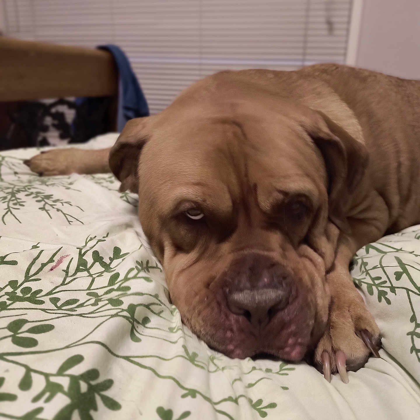 Porter is registered to the contest to win money with this photo: animal, bed, bedding, blanket, brown_dog, canine, closeup, comfort, dog, expression, furniture, house, indoor, lazy, nail, paw, pet, resting, sleepy, wrinkles