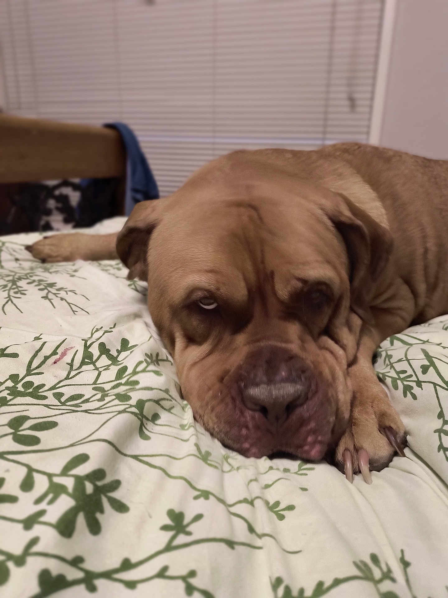 Porter is registered to the contest to win money with this photo: dog, bed, bedding, indoor, resting, brown_dog, wrinkles, canine, pet, animal, paw, nail, blanket, furniture, closeup, expression, sleepy, lazy, comfort, house