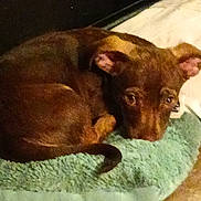 Shorty joined the competition — help win amazing prizes! dog, brown_dog, pet, indoor, curled_up, mat, floor, looking_up, ears, tail, cozy, dim_lighting, wooden_floor, small_dog, animal, companion, resting, cute, fur, domestic