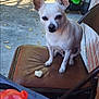 dog, chair, outdoor, patio, toy_vehicle, concrete, fence, leaf, pet, small_dog, white_dog, animal, backyard, daylight, seat, treat, ears, brick_wall, play, relax