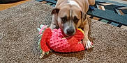 Cali And Dabber is registered to the contest to win money with this photo: dog, carpet, plush_toy, living_room, sofa, blanket, pet_bed, toys, wooden_floor, rug, furniture, indoor, home, pet, animal, playful, relaxed, brown_dog, chewing, cozy
