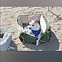 dog, pet_bed, sand, outdoor, sunlight, blue_harness, camo_pattern, small_dog, animal, resting, shadow, empty_pet_bed, canine, alert, summer, daylight, fur, ears, leash, quiet