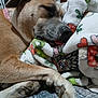 dog, sleeping, blanket, paw, indoor, cozy, resting, cute, animal, fur, tongue, close_up, pet, comfort, home, relaxation, colorful, soft, snuggle, peaceful