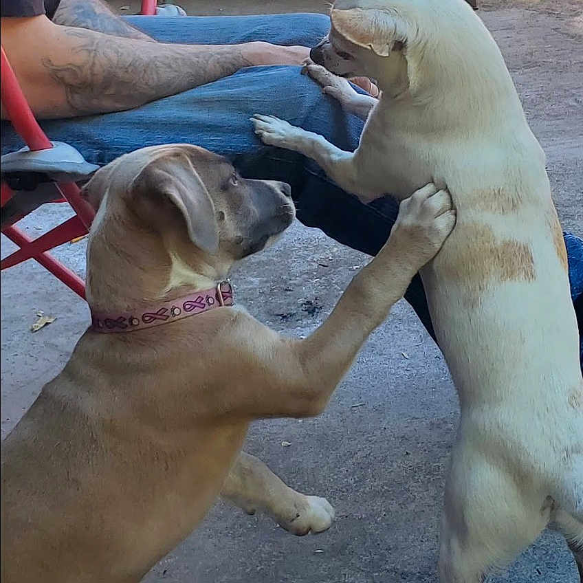 Cali And Dabber joined the competition — help win amazing prizes! animal_interaction, brown_dog, casual, chair, collar, dog, human, jeans, outdoor, pavement, paw, pet, playful, relaxed, resting_paw, shadow, side_view, sunlight, tattoo, white_dog
