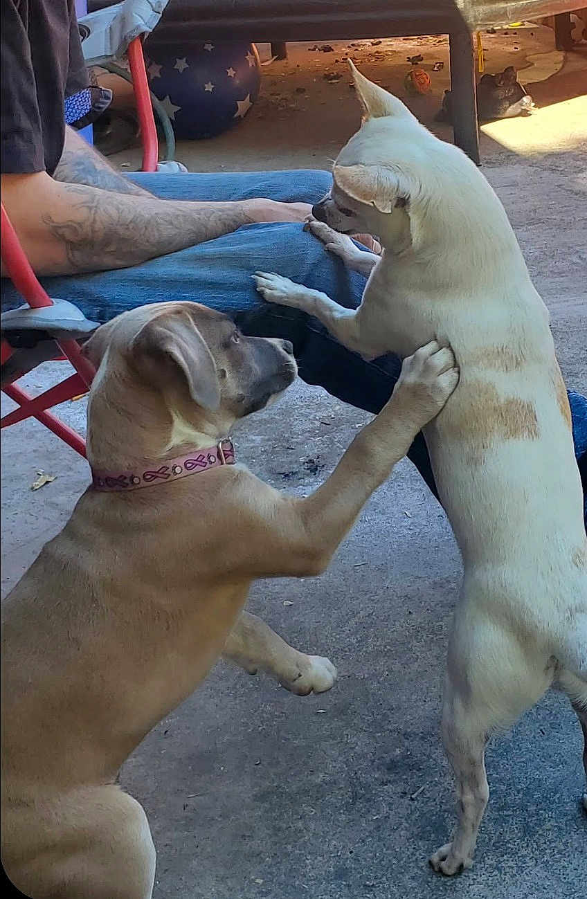 Cali And Dabber