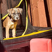 Cali is registered to the contest to win money with this photo: puppy, dog, trampoline, yellow_trim, pink_chair, wooden_fence, outdoor, sunlight, pet, young_dog, animal, play_area, curious, brown_dog, black_nose, collar, mesh_netting, shadow, daylight, small_chair