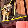 animal, black_nose, brown_dog, collar, curious, daylight, dog, mesh_netting, outdoor, pet, pink_chair, play_area, puppy, shadow, small_chair, sunlight, trampoline, wooden_fence, yellow_trim, young_dog