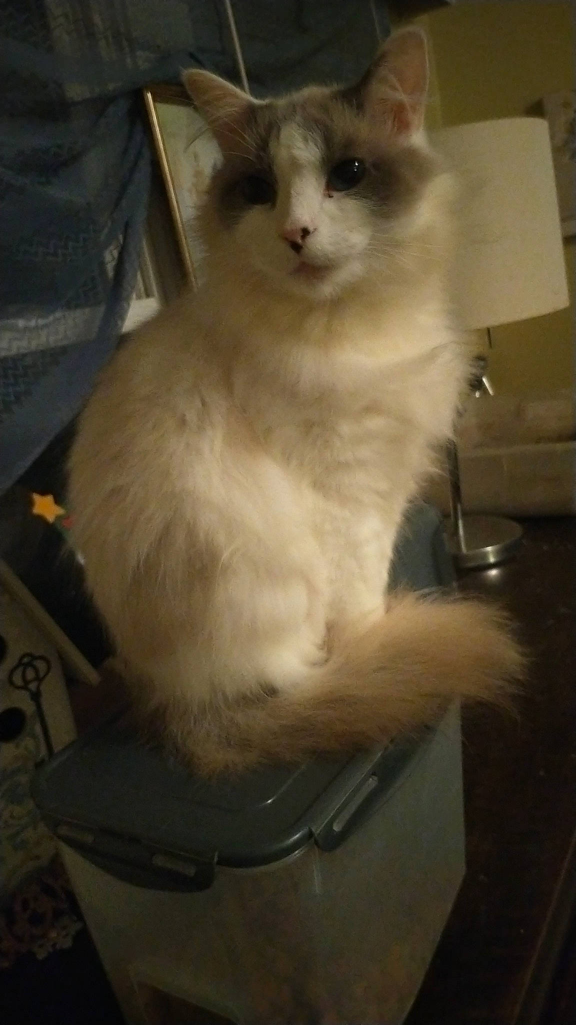 Blue is registered to the contest to win money with this photo: balinese, birman, carnivore, cat, domestic_short_haired_cat, fawn, felidae, fur, paw, pet_supply, small_to_medium_sized_cats, tail, terrestrial_animal, thai, tonkinese, whiskers